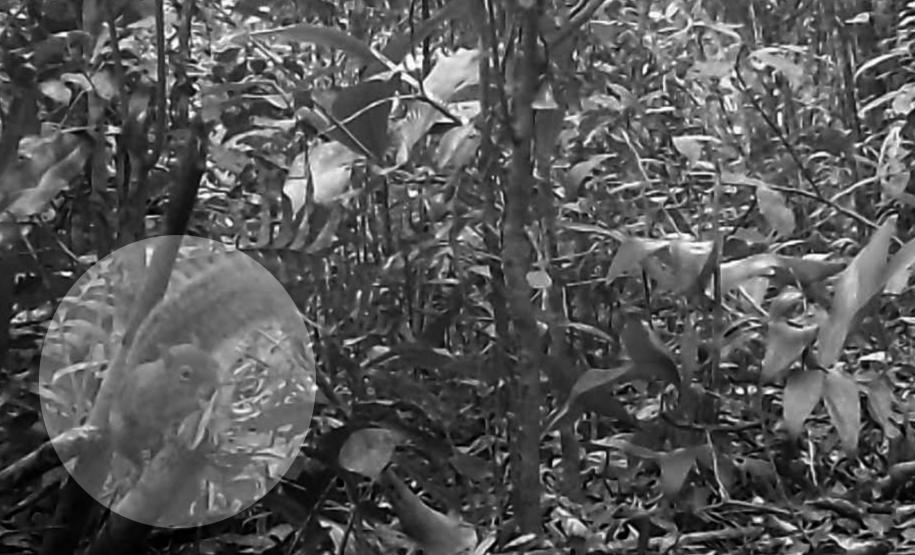 Caxinguelê - (Guerlinguetus cf brasiliensis