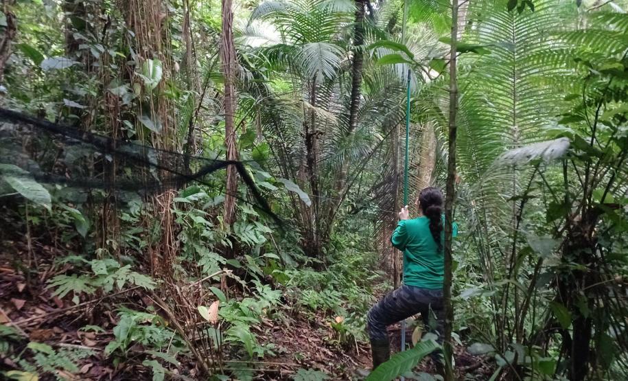 Pesquisadora instalando rede de neblina para captura de aves