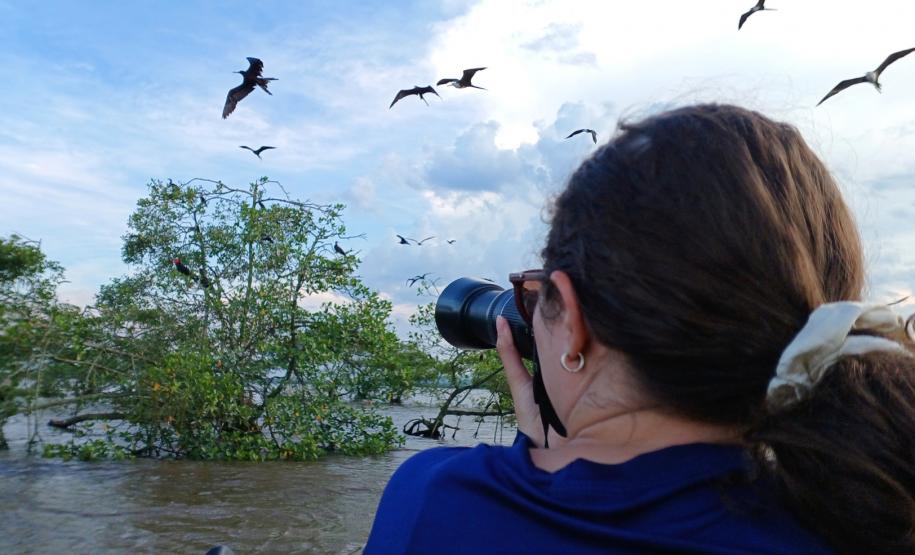 Pesquisadora realizando registro de aves fragatas (Fregata magnificiens)