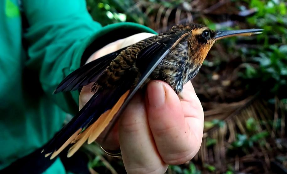 Beija-flor-rajado - ( Ranphodon naevius )