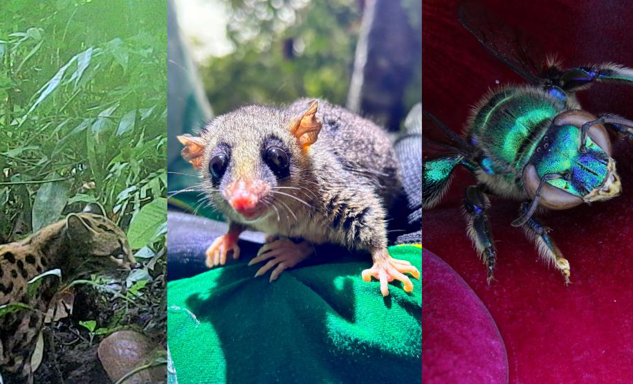 Colagem com fotos das espécies