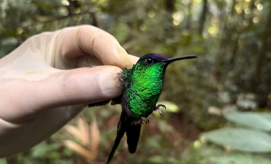 Beija-flor-defronte-violeta Thalurania glaucopis