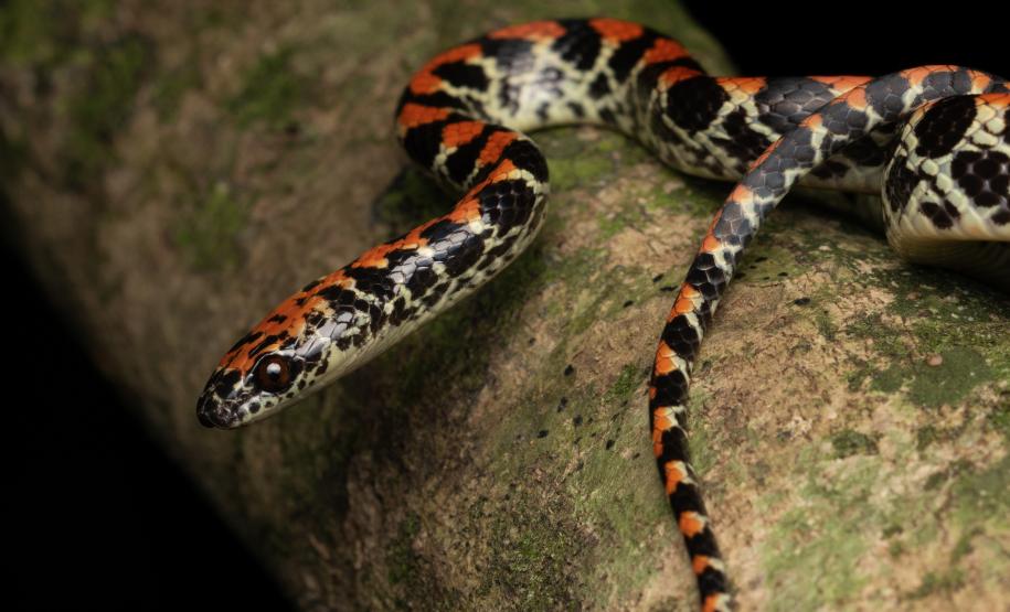 falsa-coral (Siphlophis pulcher)