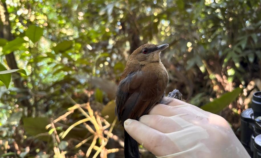 Fêmea de papa-taoca Pyriglena leucoptera