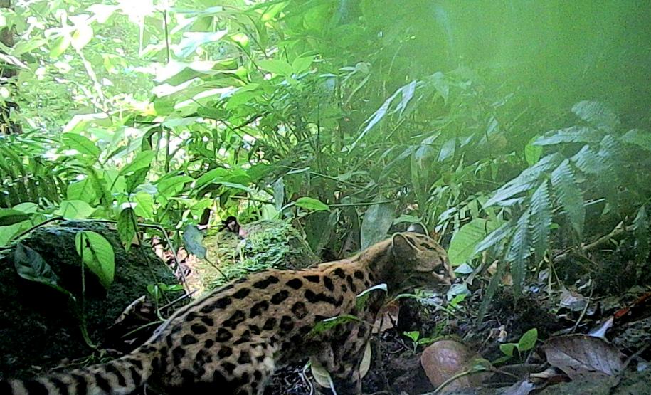 gato-maracajá (Leopardus wiedii)
