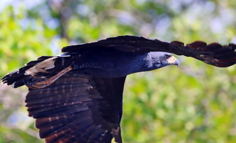 gavião-pega-macaco - Spizaetus tyrannus