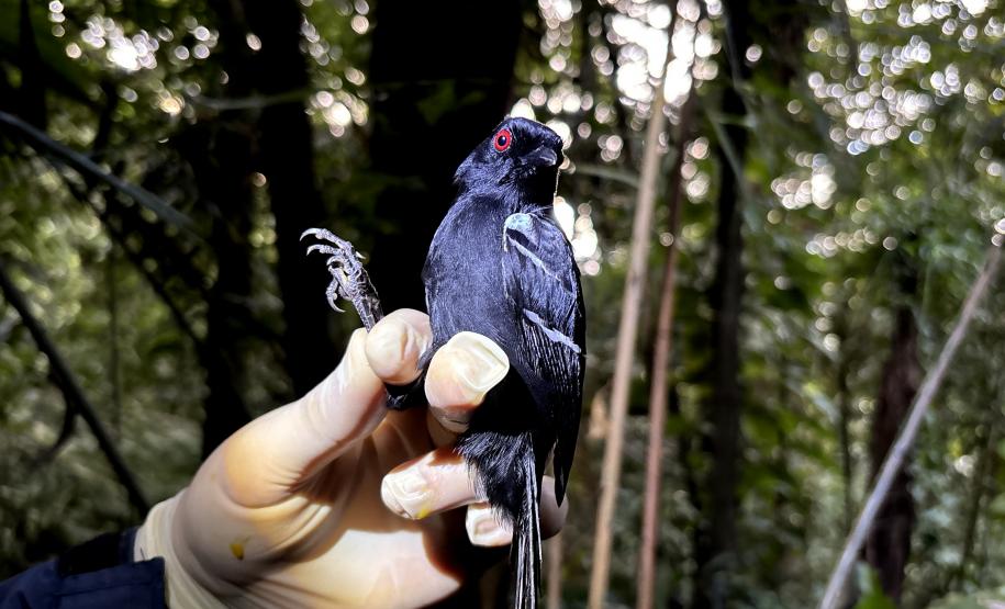 Macho de papa-taoca Pyriglena leucoptera