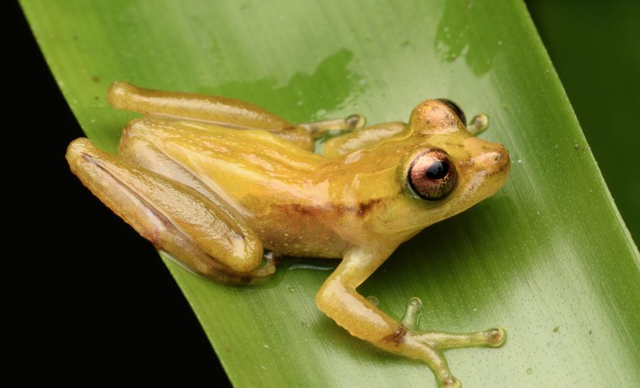 perereca-marsupial (Fritziana mitus)