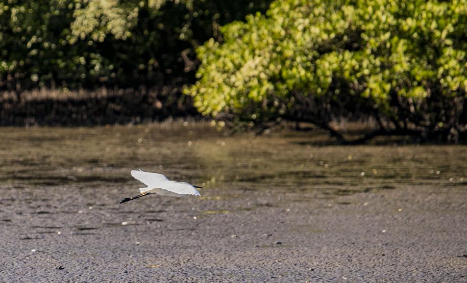 Monitoramento no Porto de Paranaguá registra quase 25 mil aves e reforça conservação no Litoral