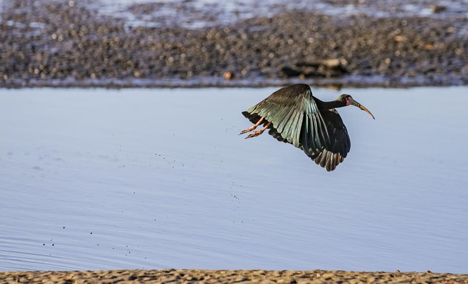 Monitoramento no Porto de Paranaguá registra quase 25 mil aves e reforça conservação no Litoral