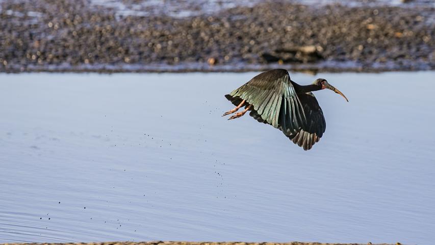 Monitoramento no Porto de Paranaguá registra quase 25 mil aves e reforça conservação no Litoral